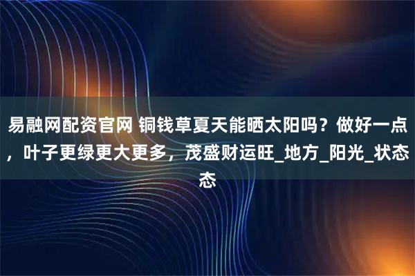 易融网配资官网 铜钱草夏天能晒太阳吗？做好一点，叶子更绿更大更多，茂盛财运旺_地方_阳光_状态
